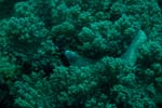 londolodgedive0002