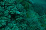 londolodgedive0003