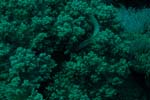 londolodgedive0004