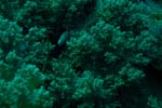 londolodgedive0005