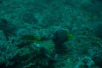 londolodgedive0007