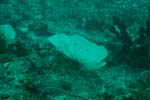 londolodgedive0010
