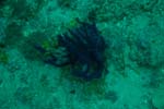 londolodgedive0013