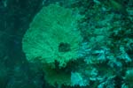 londolodgedive0022