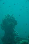 londolodgedive0023
