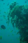 londolodgedive0024