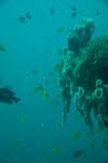londolodgedive0025