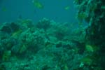 londolodgedive0026