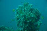 londolodgedive0027