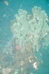 londolodgedive0028