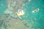 londolodgedive0029
