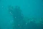 londolodgedive0032