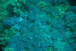 londolodgedive0036