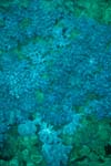 londolodgedive0037