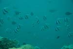 londolodgedive0039