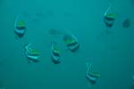londolodgedive0040