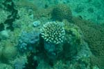 londolodgedive0041