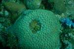 londolodgedive0042