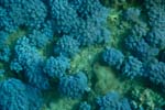 londolodgedive0043