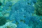 londolodgedive0044