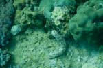 londolodgedive0045