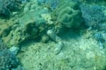 londolodgedive0047