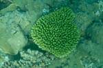 londolodgedive0048