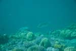 londolodgedive0049