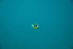 londolodgedive0050