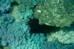 londolodgedive0053