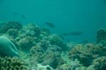 londolodgedive0054