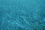 _DSC00382007-05-30_15.36.34