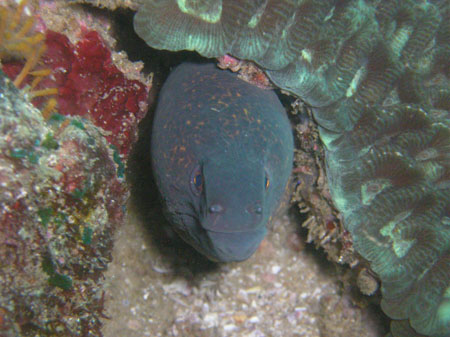 Mozambik 2OO5 102