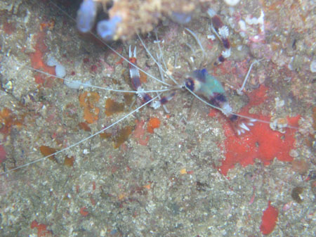 Mozambik 2OO5 131