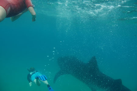 1_whale-shark_tofo