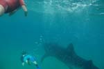 1_whale-shark_tofo