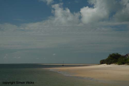 dugong_10