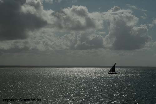 dugong_13