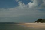 dugong_10