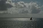dugong_13
