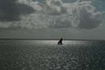 dugong_14