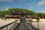 dugong_29