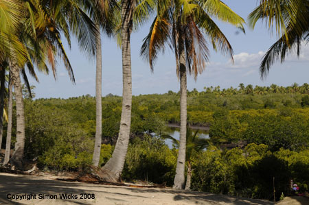 linga_linga_mangroves_05