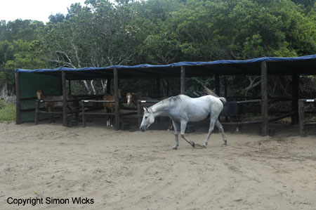 mamoli_11