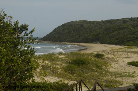 mamoli_20