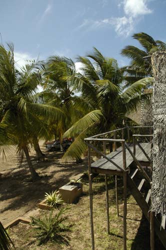 palmgrove_03