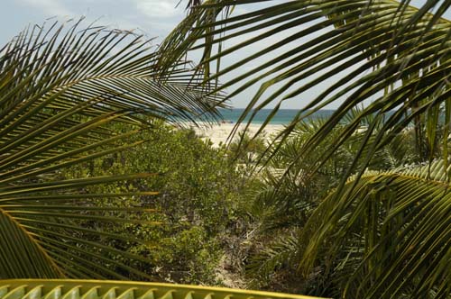 palmgrove_04