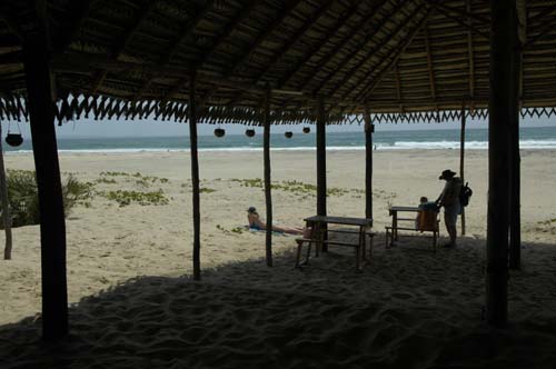palmgrove_09