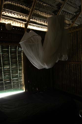 palmgrove_12