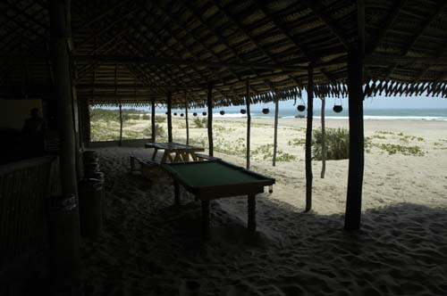 palmgrove_20